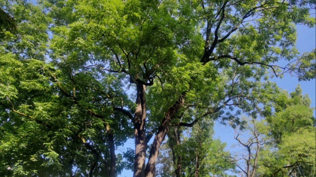 jesion na ul. sowinskiego fot. miasto lublin 2024 04 10 135150 2025 07 06 125853