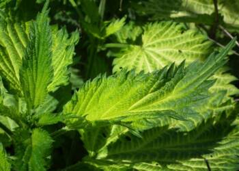 leaves 204375 1280 2025 07 29 175908