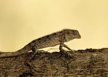 lizard 8740424 1280 2025 07 28 123005