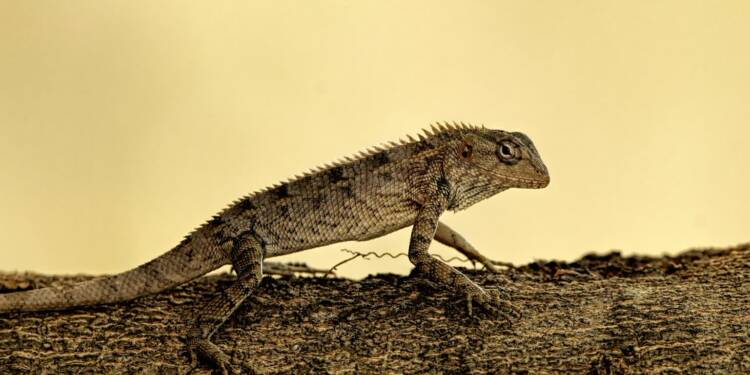 lizard 8740424 1280 2025 07 28 123005