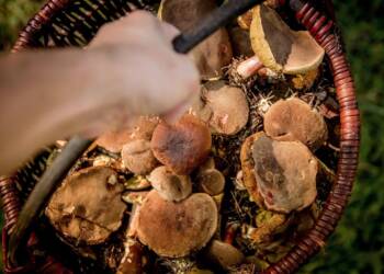 mushrooms 454174 1280 2025 07 25 210825