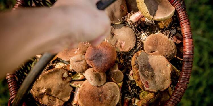 mushrooms 454174 1280 2025 07 25 210825