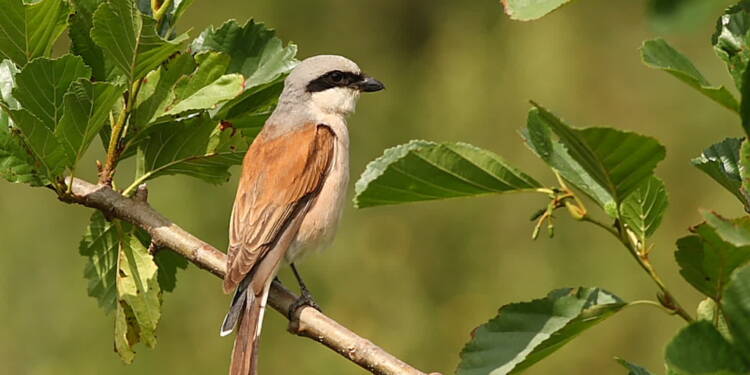 neuntoeter 2025 07 26 091427