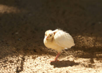 p1000916 2025 07 24 174404