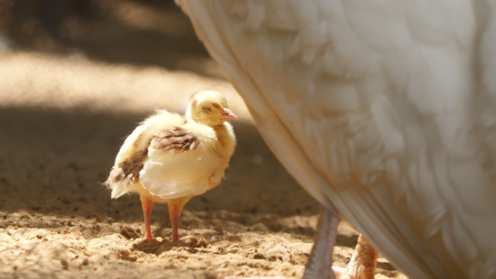 Pierwsze dni na świecie. Małe pawiątko w Ogrodzie Saskim