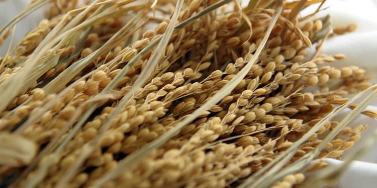 paddy 587593 1280 2025 07 21 131326