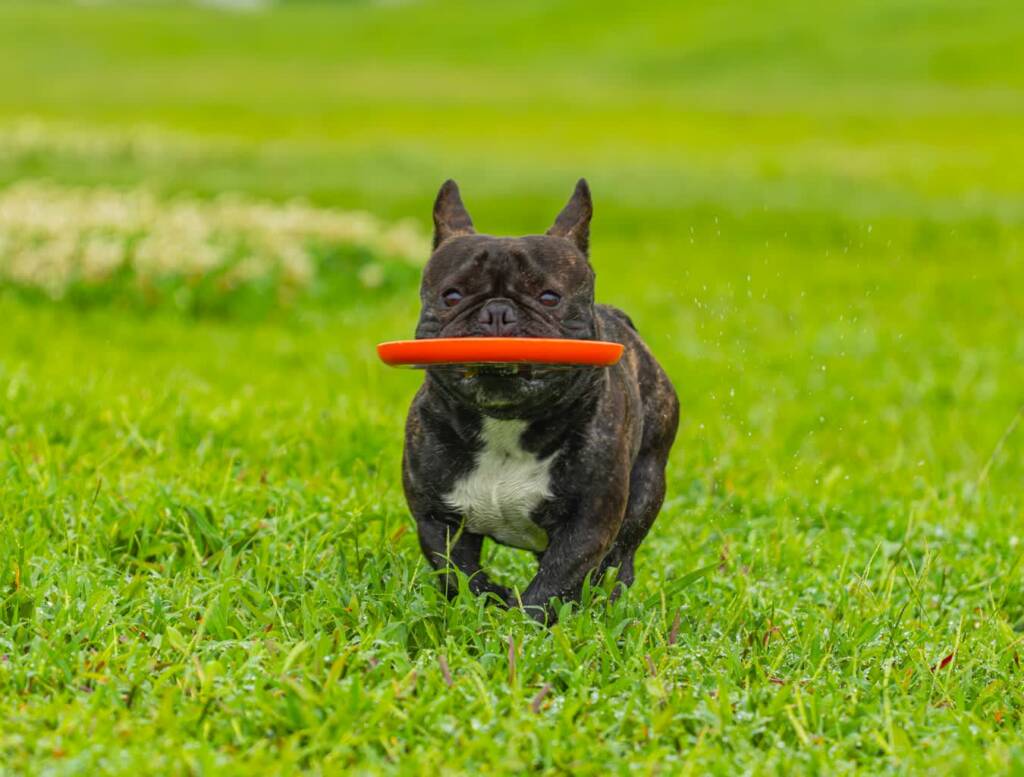 pexels 70588695 31726814 2025 07 01 074224