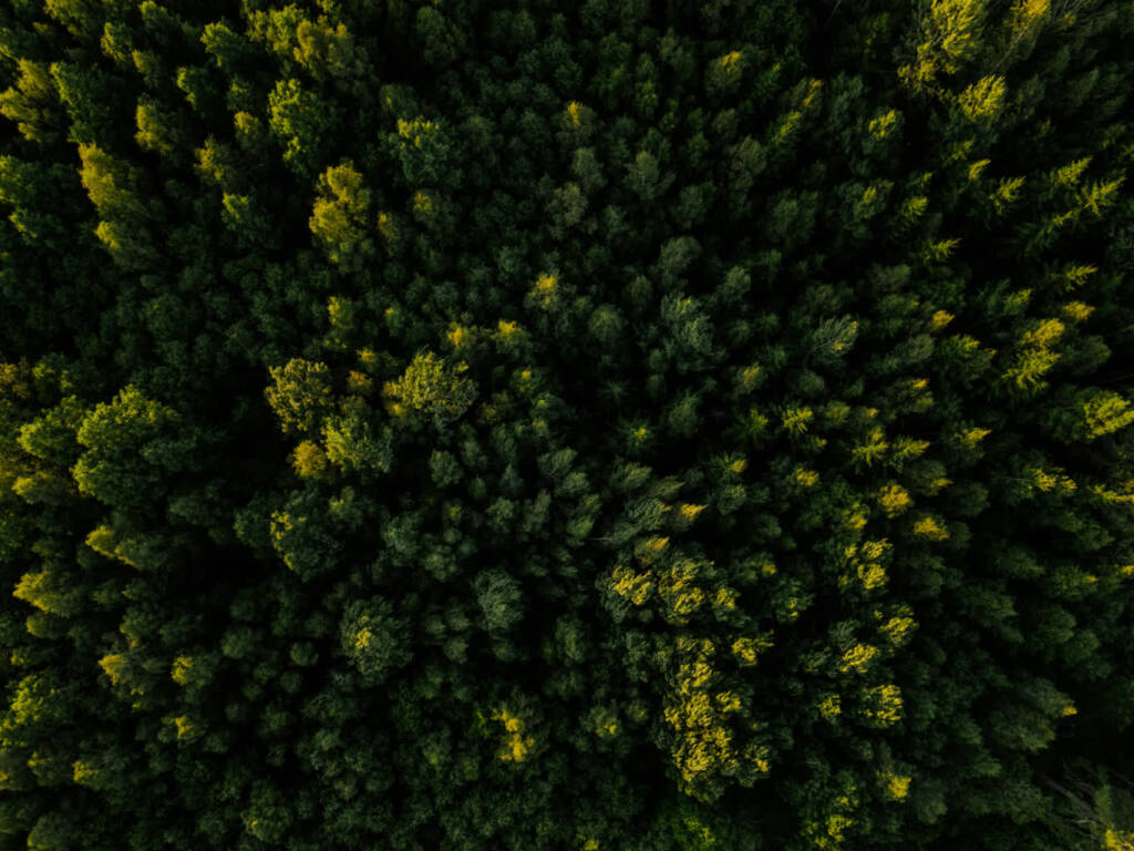 pexels alaritammsalu 32935593 2025 07 11 080141