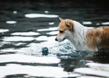 pexels blue bird 7210284 2025 07 29 180314