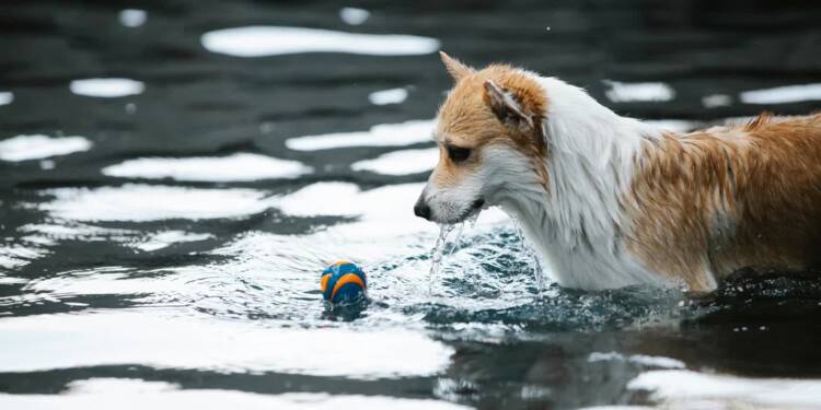 pexels blue bird 7210284 2025 07 29 180314