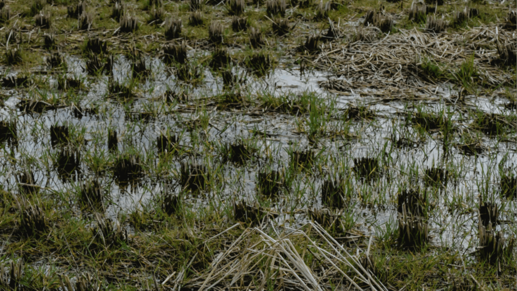 pexels eva bronzini 6225834 2025 07 14 080056