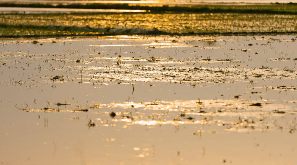 pexels hson 32975160 2025 07 14 183158