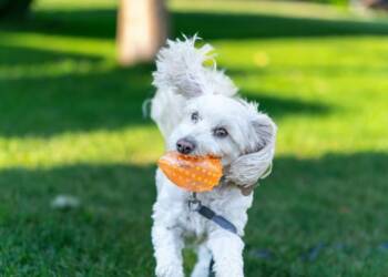 pexels jay brand 1763356224 33151975 2025 07 31 074814