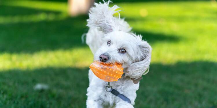 pexels jay brand 1763356224 33151975 2025 07 31 074814