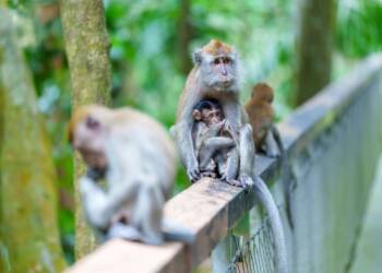 pexels jens f 2153787630 33154029 2025 07 29 160841