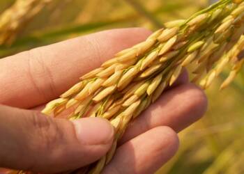 pexels pixabay 164504 2025 07 28 133710