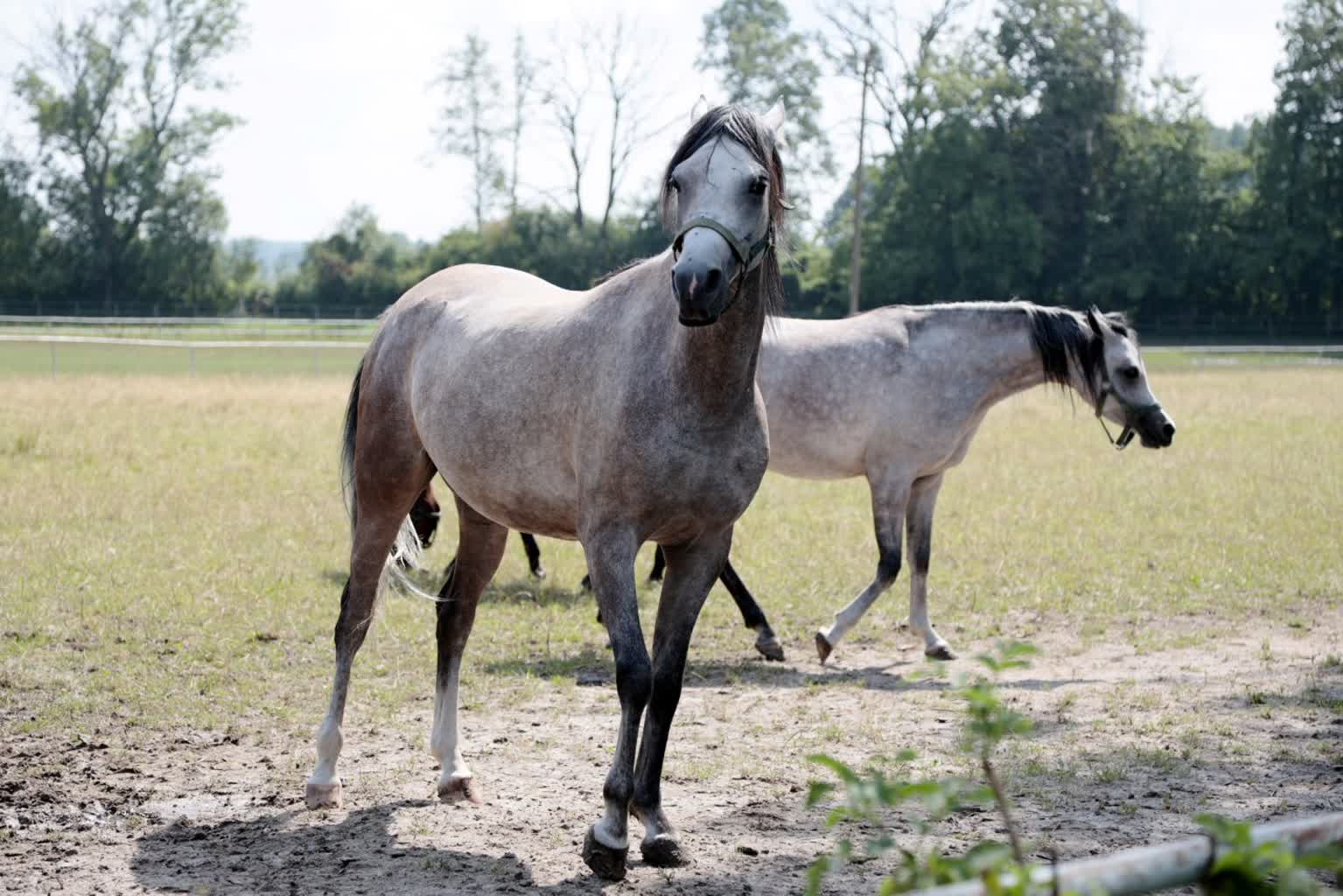 Za miesiąc aukcja Pride of Poland. Czym zaskoczą nas organizatorzy? 3 pm_janow-140822-021-2024-04-16-171720.jpg