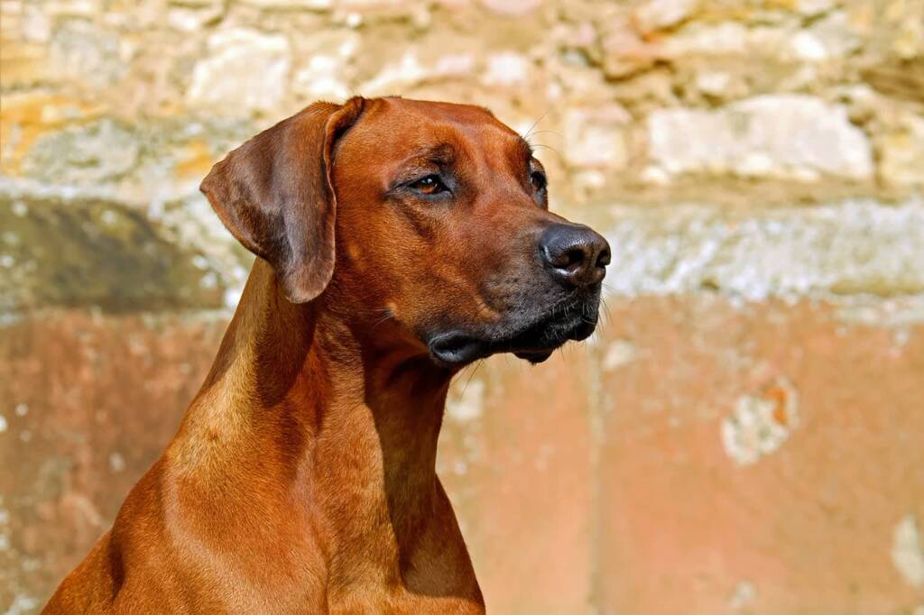rhodesian ridgeback 2727035 1280 2025 07 03 114858