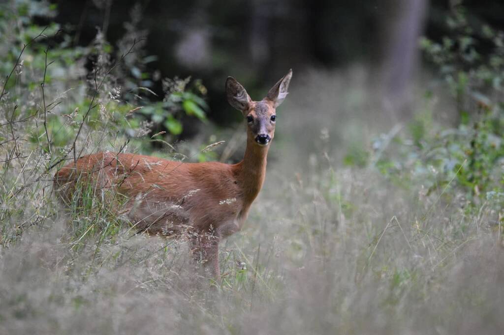 roe deer 5531765 1280 2025 07 18 161355