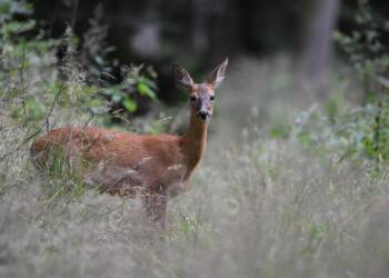 roe deer 5531765 1280 2025 07 18 161355