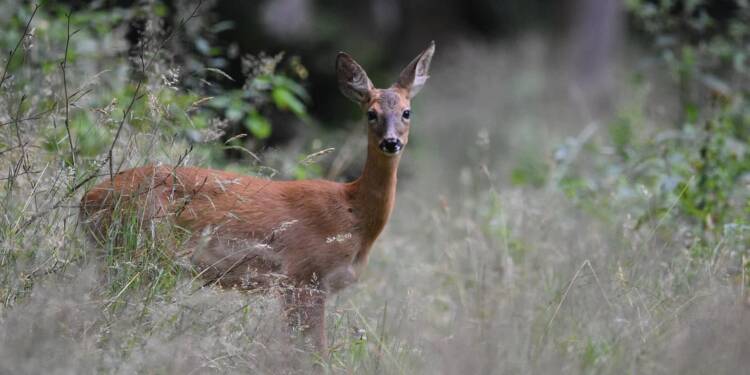 roe deer 5531765 1280 2025 07 18 161355