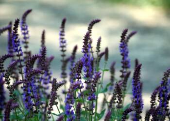 sage 4252049 1280 2025 07 25 212846