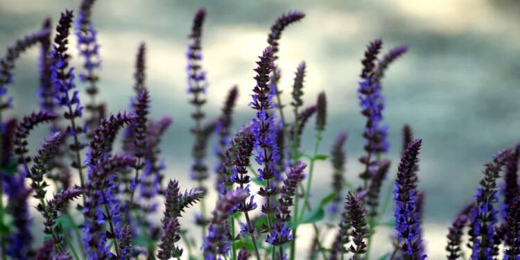 sage 4252049 1280 2025 07 25 212846