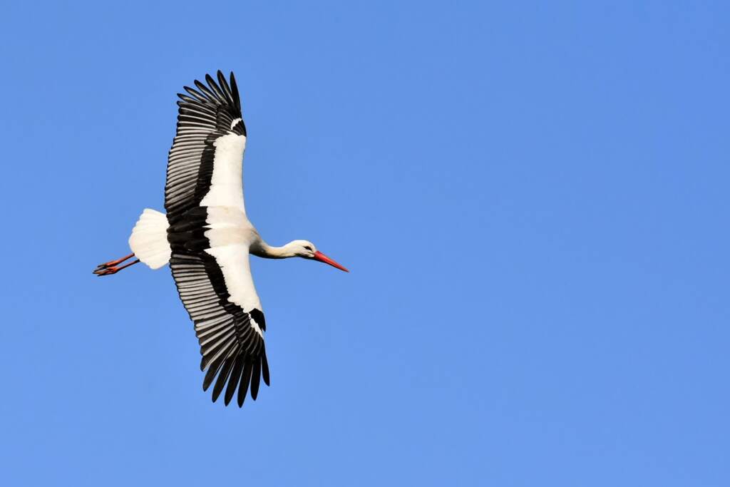 stork 3363503 1280 2025 07 18 174824