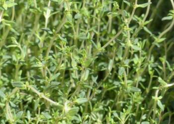 thyme 115349 1280 2025 07 22 191508