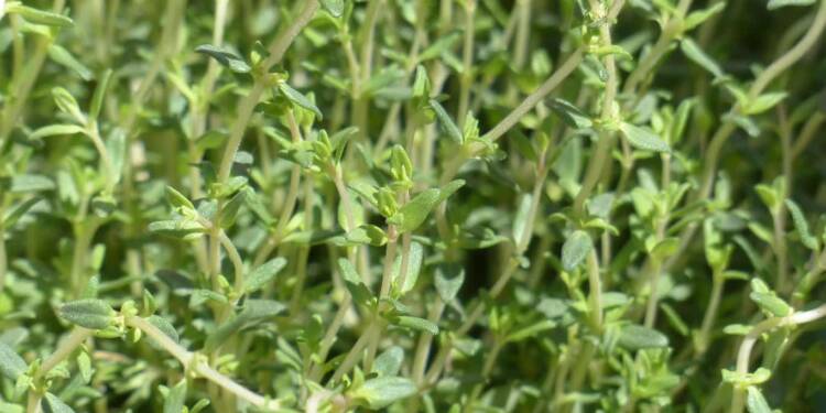 thyme 115349 1280 2025 07 22 191508