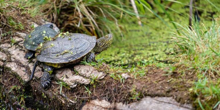 19.07.2025 Mądre dzieci 1 tortoise 4368008 1280 2025 07 18 134001