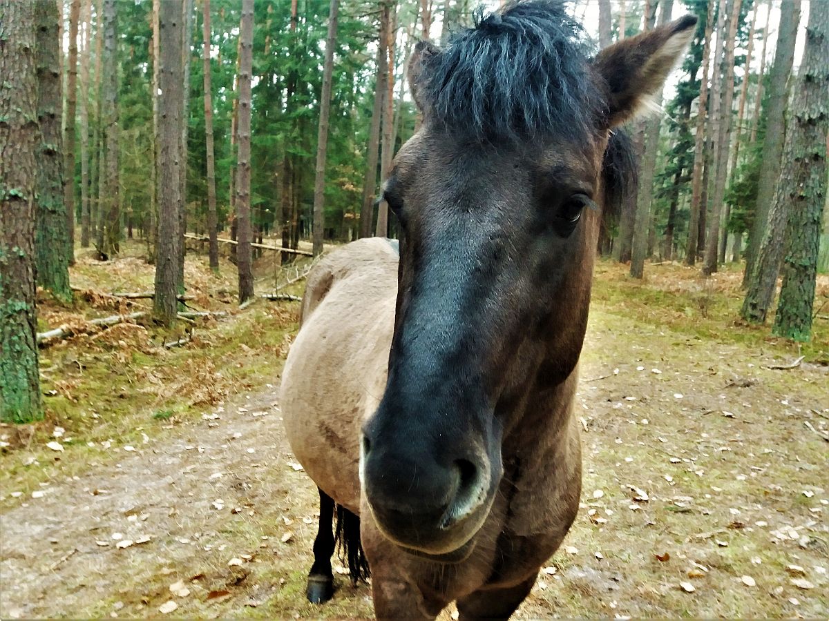 Spotkanie z konikami. Wyjątkowy dzień na Roztoczu