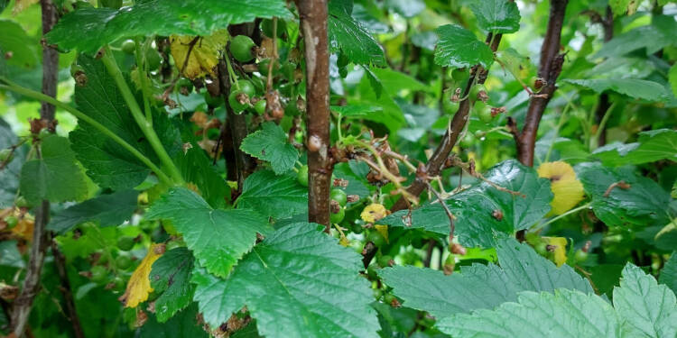 20250523 093422 2025 08 01 221304