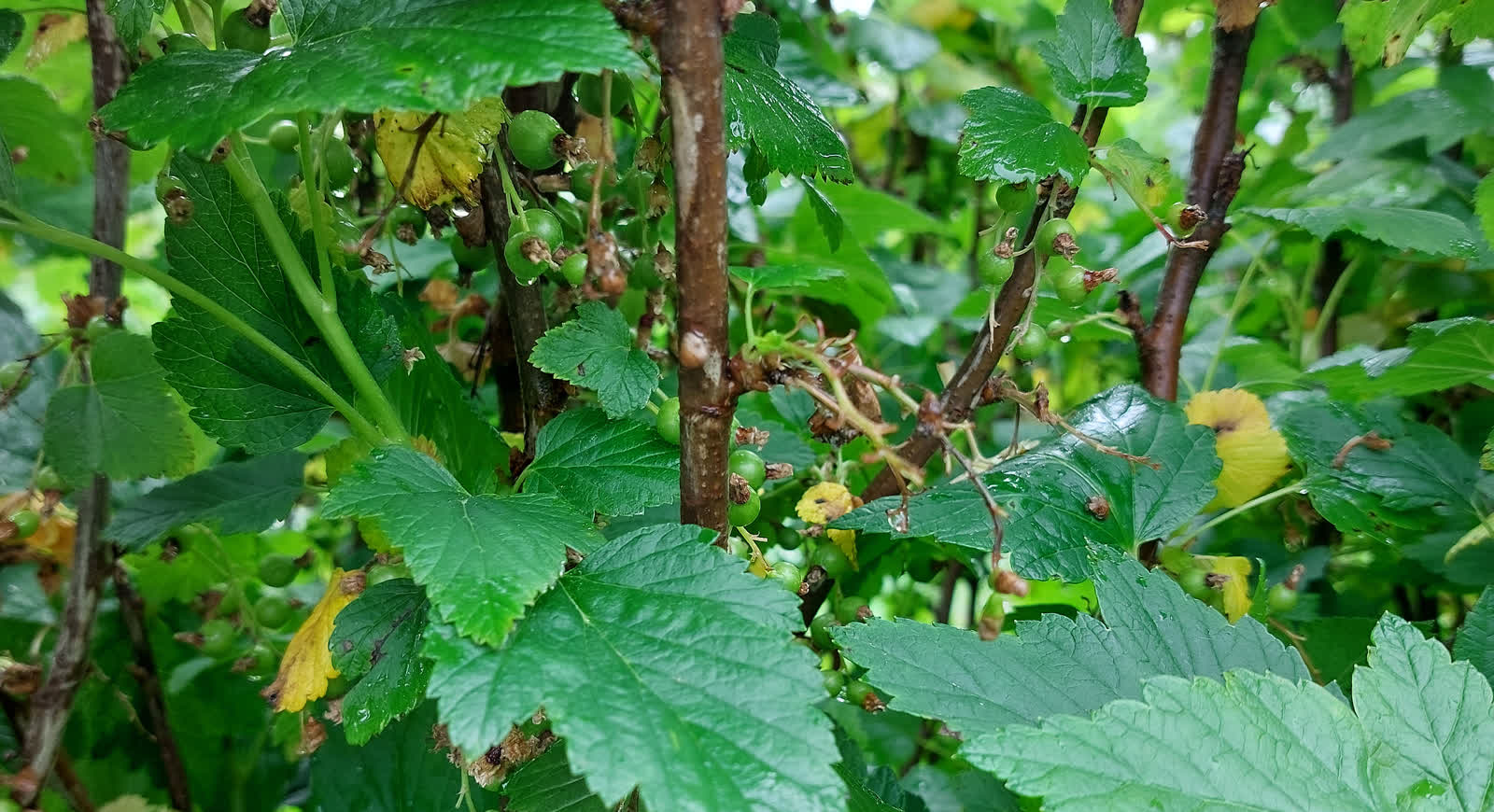 Pogoda dotknęła większość gmin. Poważne straty w rolnictwie