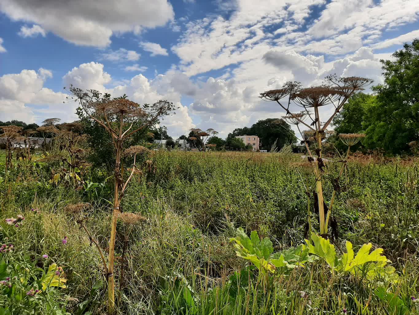 02.08.2025 Poradnik działkowca – rośliny inwazyjne