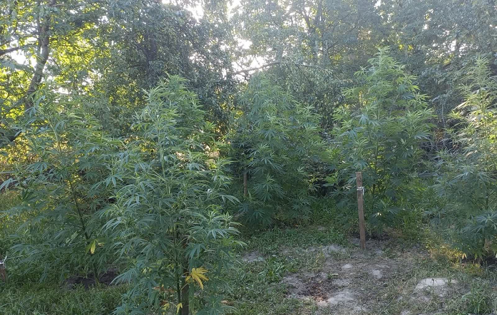 Amfetamina i gigantyczne konopie! 30-latek w areszcie 2 343-273577.jpg