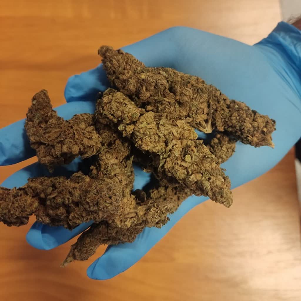 Amfetamina i gigantyczne konopie! 30-latek w areszcie 3 343-273583.jpg