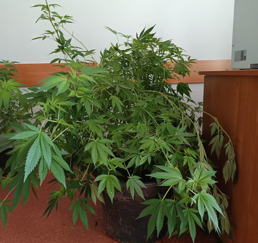 Siekiera, narkotyki i groźby karalne. Burzliwy finał wieczoru kawalerskiego 3 350-272960.jpg