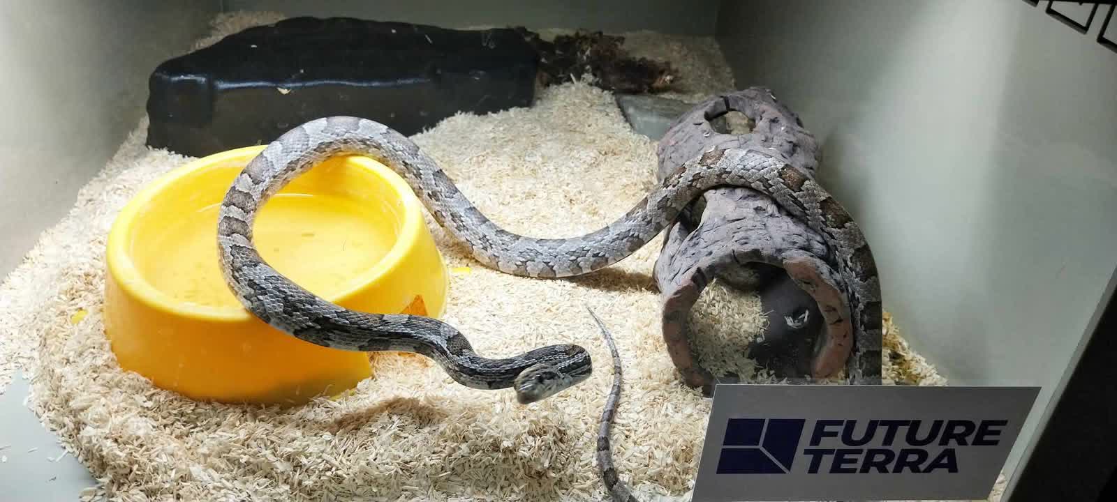 Egzotyczny dzień w schronisku. Gratka dla miłośników zwierząt