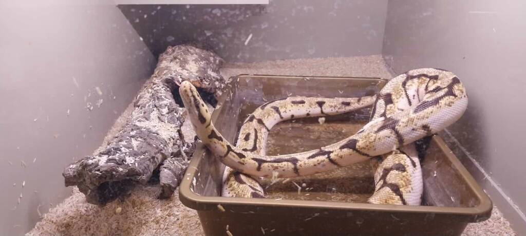 524590406 2562181067469780 4743544893369084832 n 2025 08 02 071258