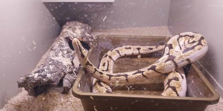 524590406 2562181067469780 4743544893369084832 n 2025 08 02 071258