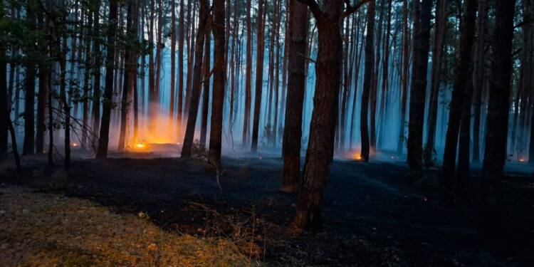 Las stanął w płomieniach. Strażacy działają od kilkudziesięciu godzin 1 539955910 1196434002527782 8107799868398200195 n