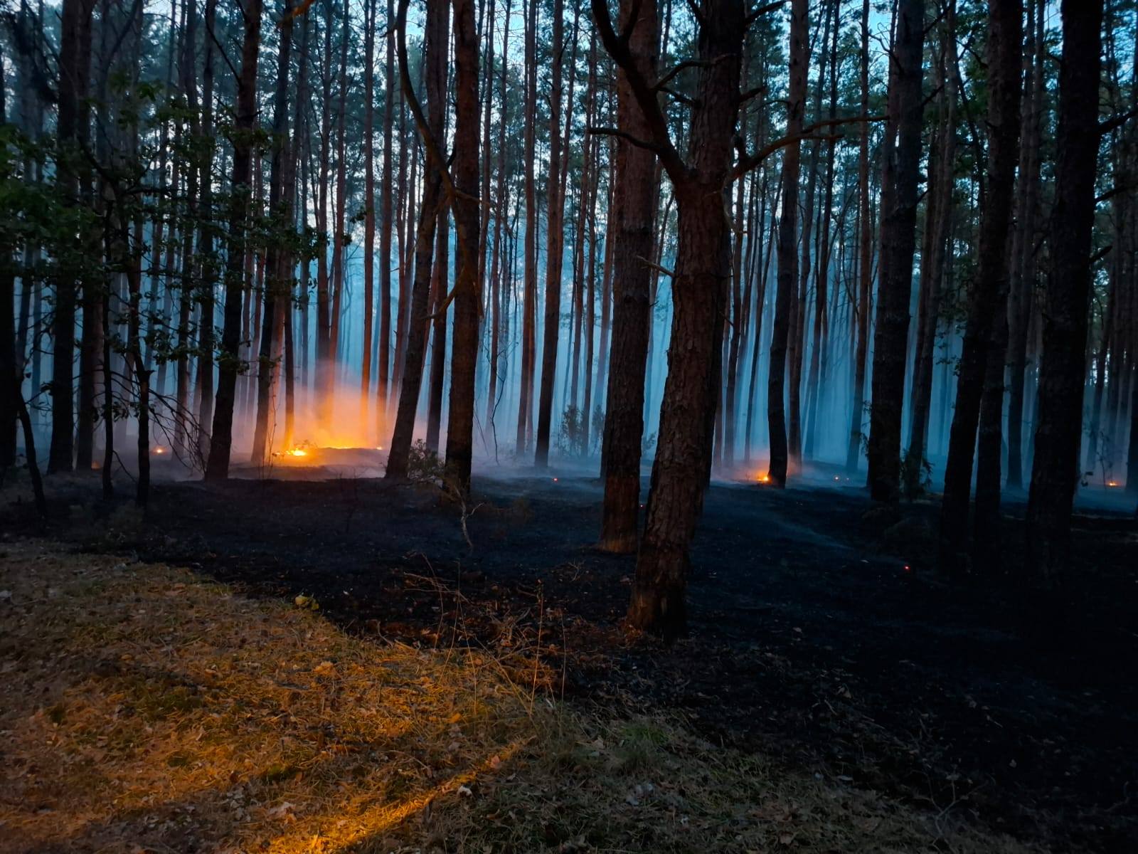 Las stanął w płomieniach. Strażacy działają od kilkudziesięciu godzin