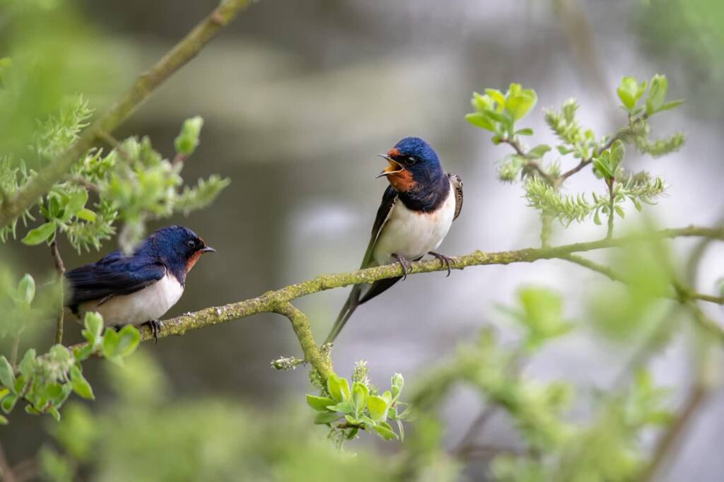 02.08.2025 Trele morele 1 barn swallows 8022044 1280 2025 08 02 072746