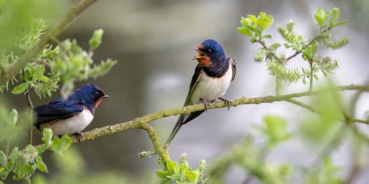 barn swallows 8022044 1280 2025 08 02 072746