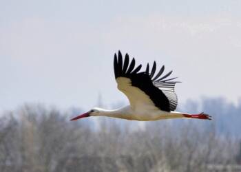 bocian 2025 08 01 072821