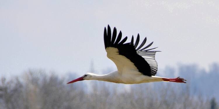 bocian 2025 08 01 072821