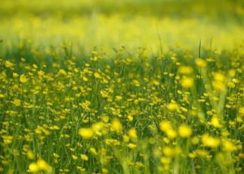 buttercup 7422987 1280 2025 08 22 152757