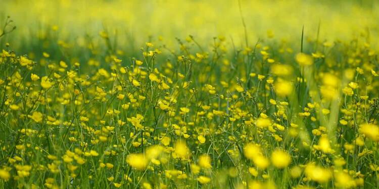 buttercup 7422987 1280 2025 08 22 152757