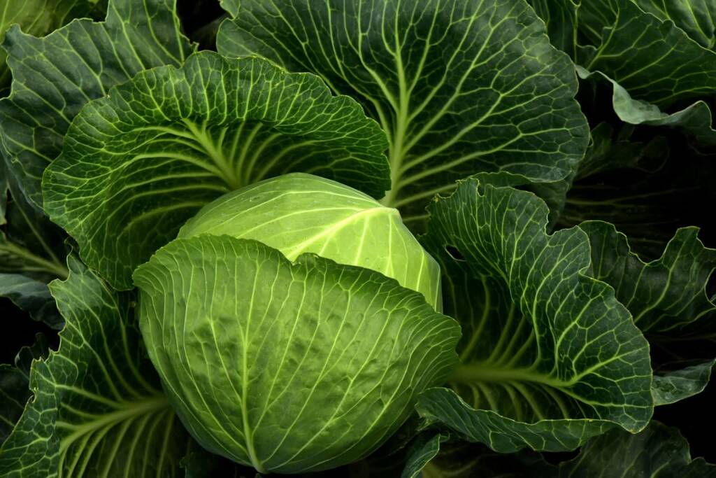 cabbage 3722498 1280 2025 08 25 110749
